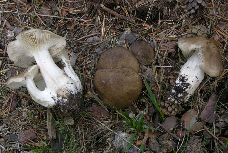 Lyophyllum sezione Difformia.